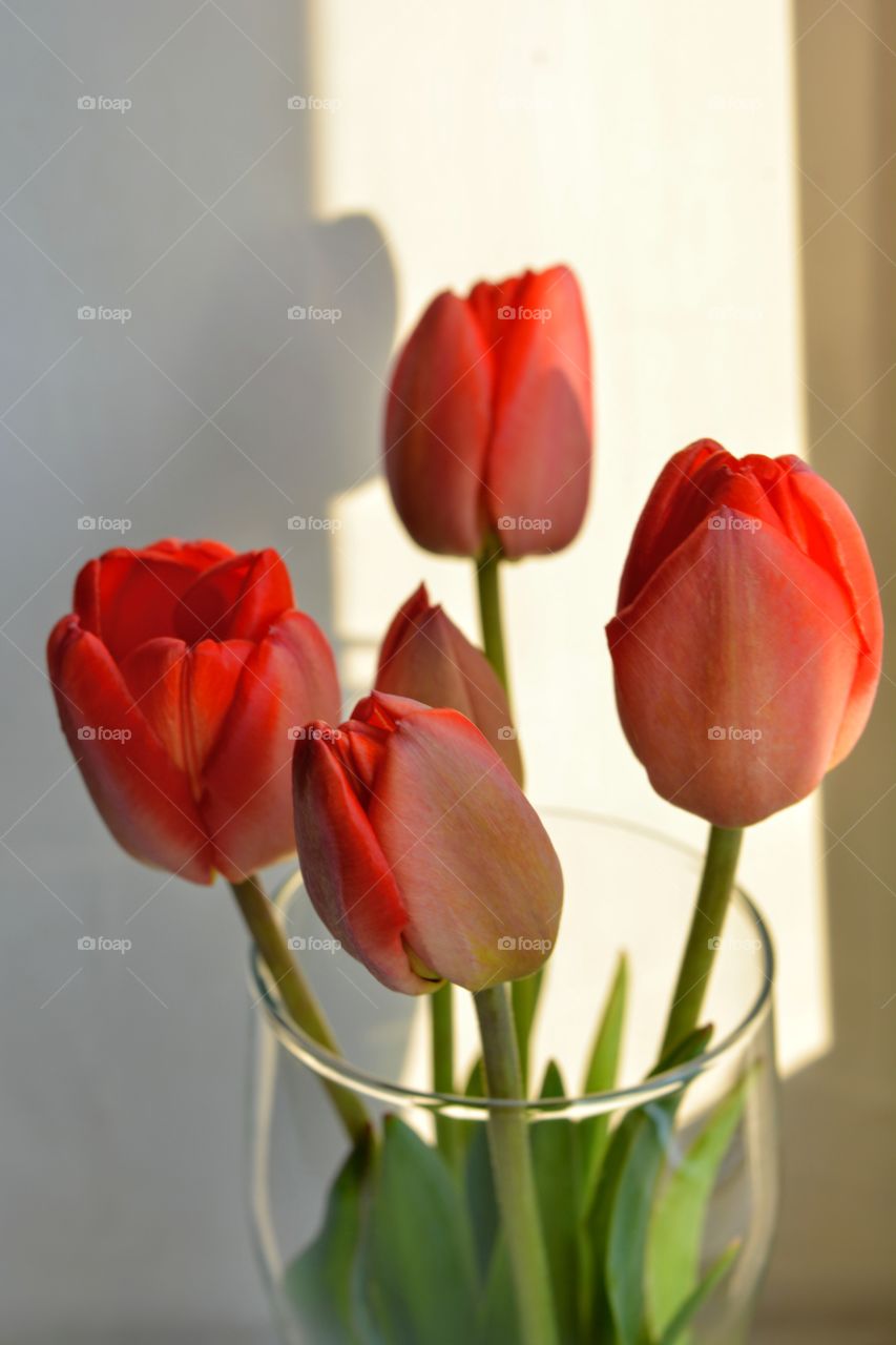 red tulips flowers in the vase on a white solar background