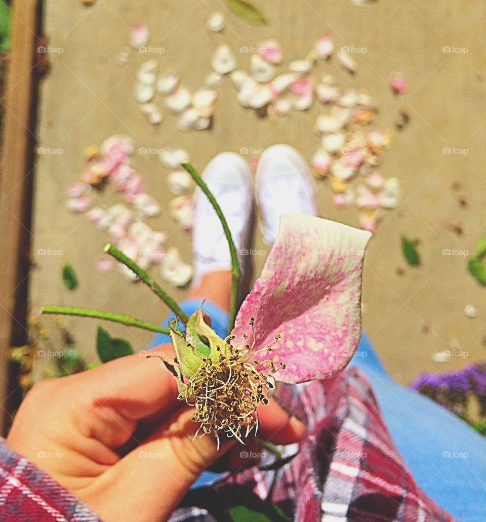 He loves me, he loves me not