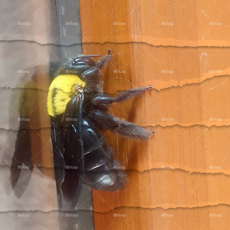 fly insect ,yellow and black colors, behind window