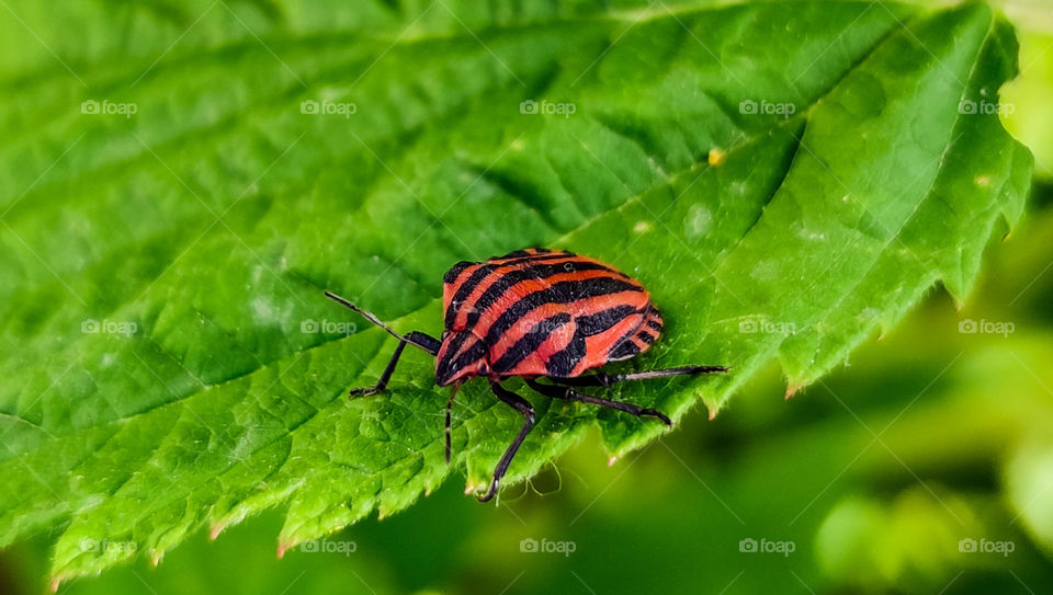 Red lines insect