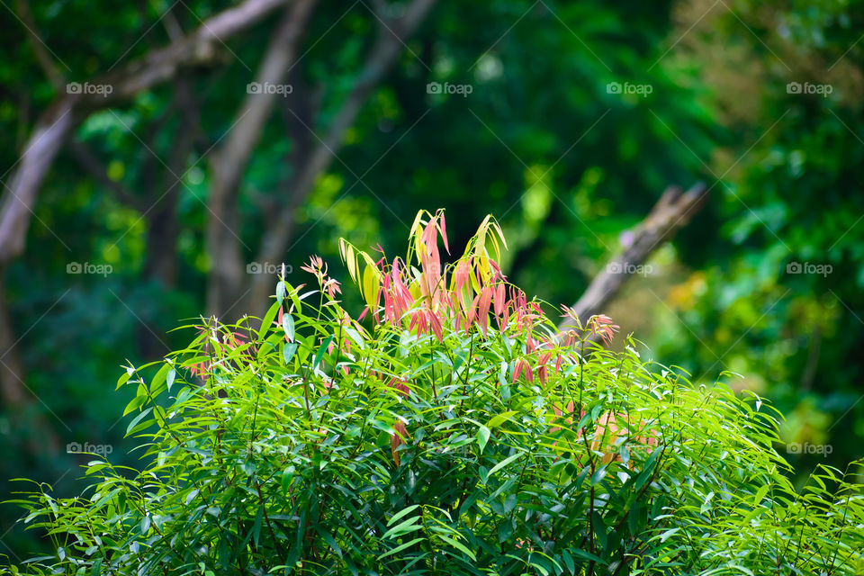 Selective Focus: Beautiful pink and green leaves on blur forest greenery background on a sunny day. Photograph taken from Yumthang Valley or Sikkim Valley of Flowers sanctuary, India