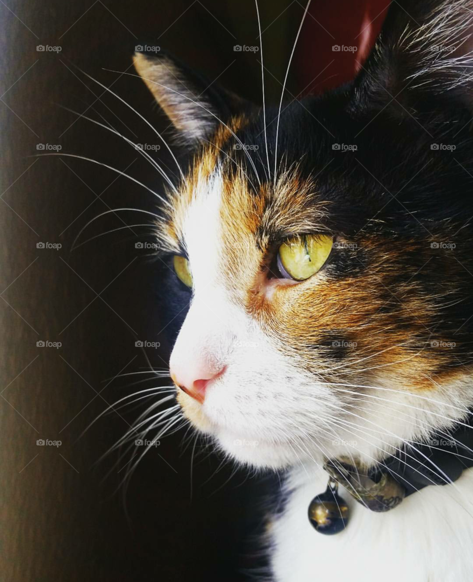 Calico Cat Named Ralphie Staring Out Window