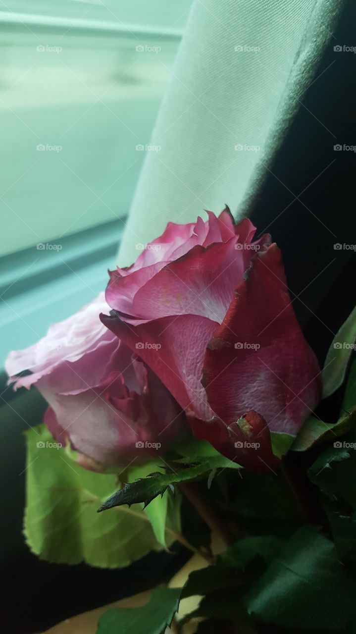 Pink roses