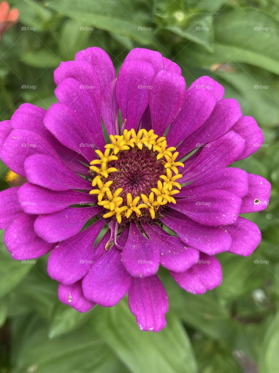 Fuchsia zinnia with yellow flowers in center 