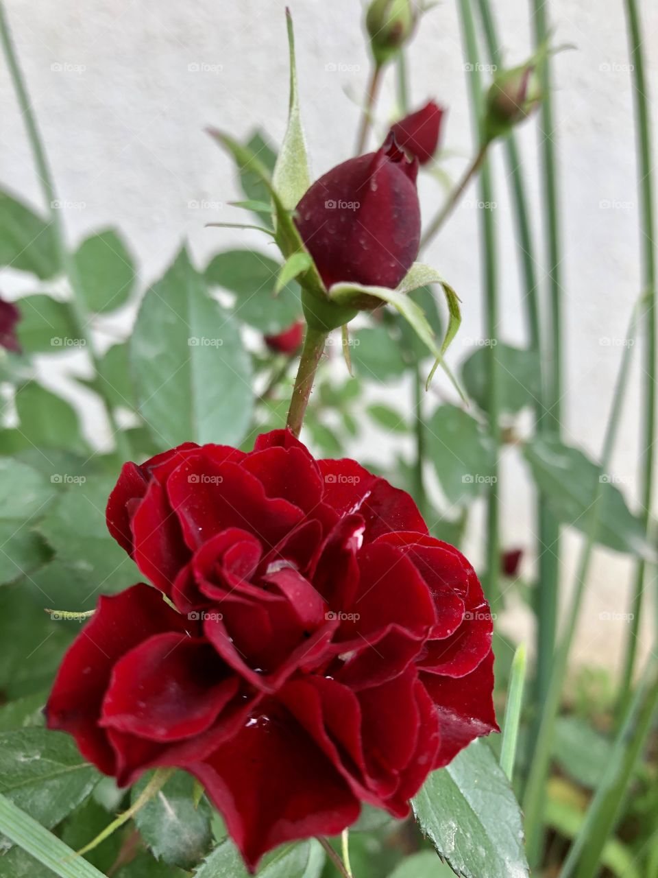 Roses in the garden