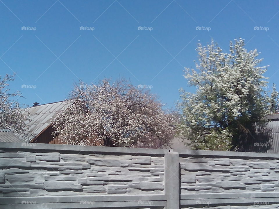 Winter, Snow, Tree, Cold, Frost