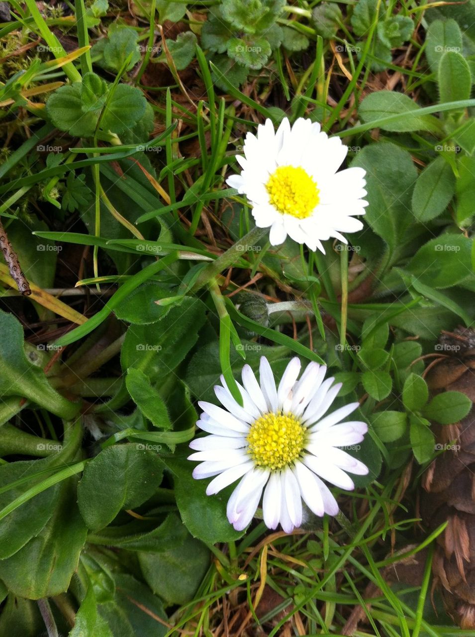 Double daisy