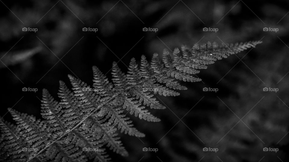 Black and white fern
