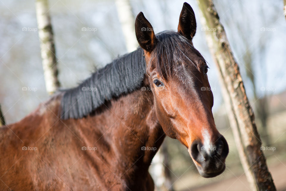 Brown horse looking to camera