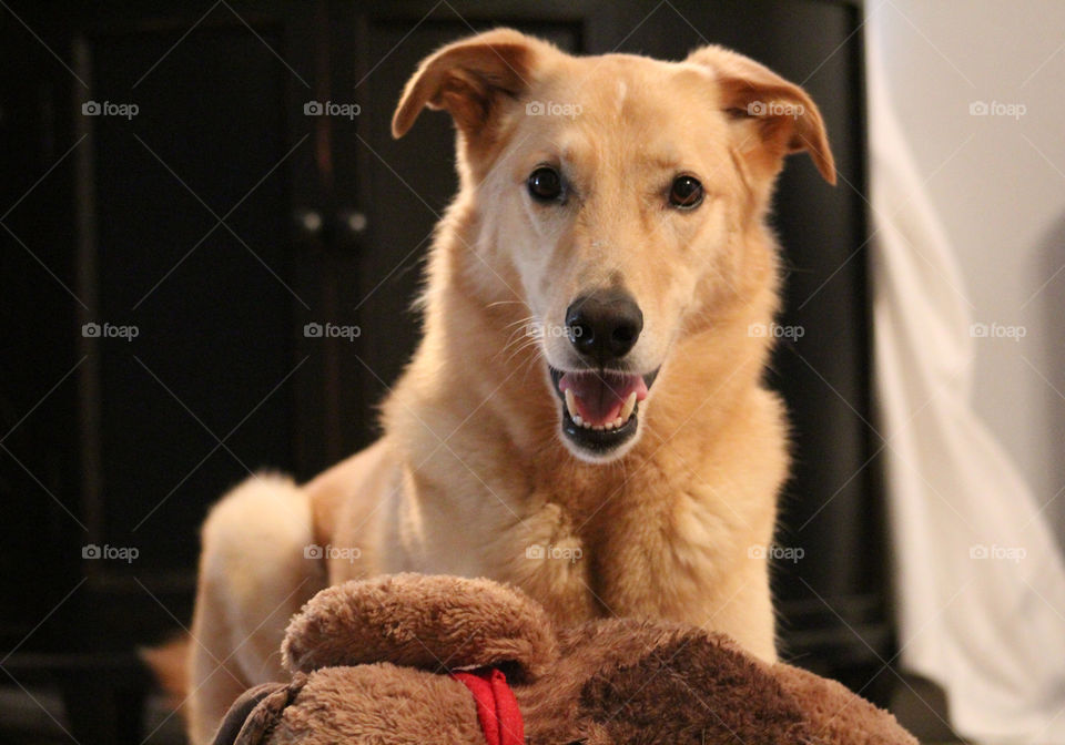 My rescue dog. Yellow Labrador / German Shepard mix. Loves the water and spending time outdoors. And he loves to pose for photos. He works for treats. 