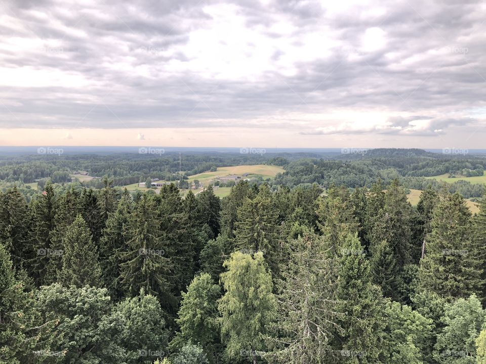 No Person, Tree, Wood, Nature, Conifer