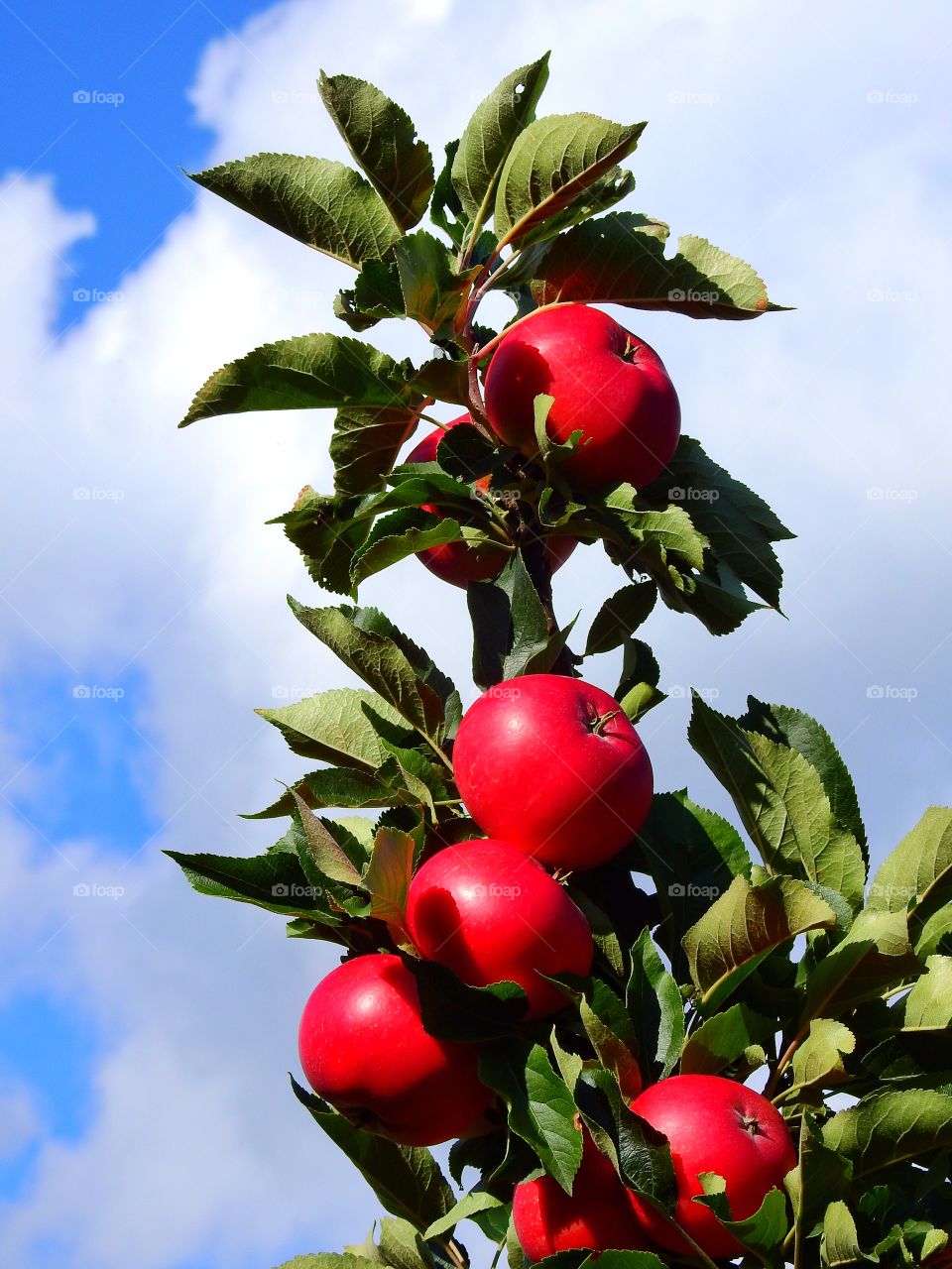 Red Appels