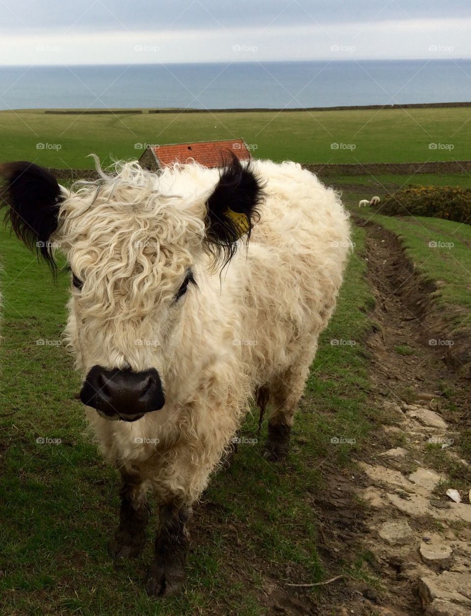 Panda Cow