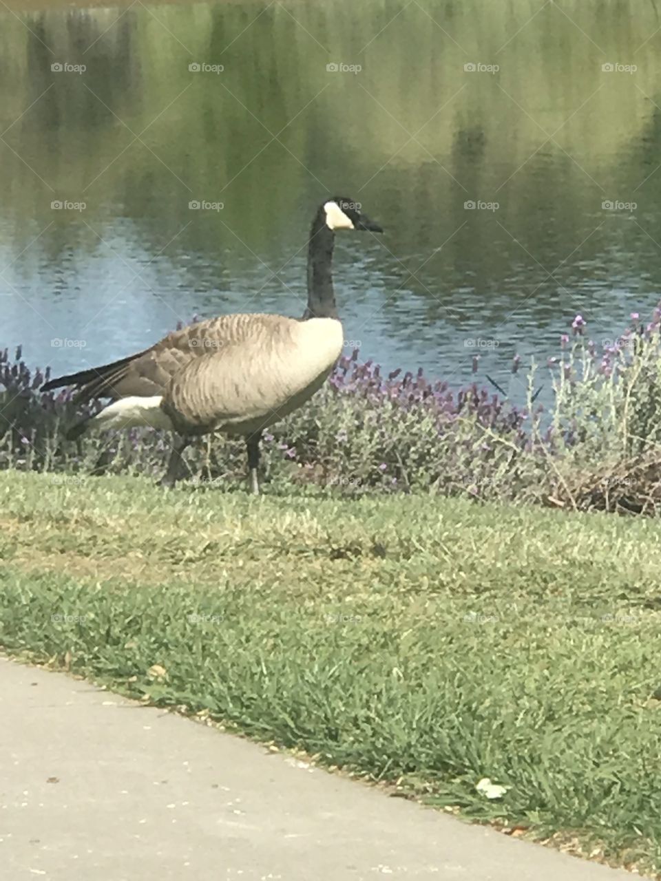 The golden goose at the park standing next the pond. USA, America 