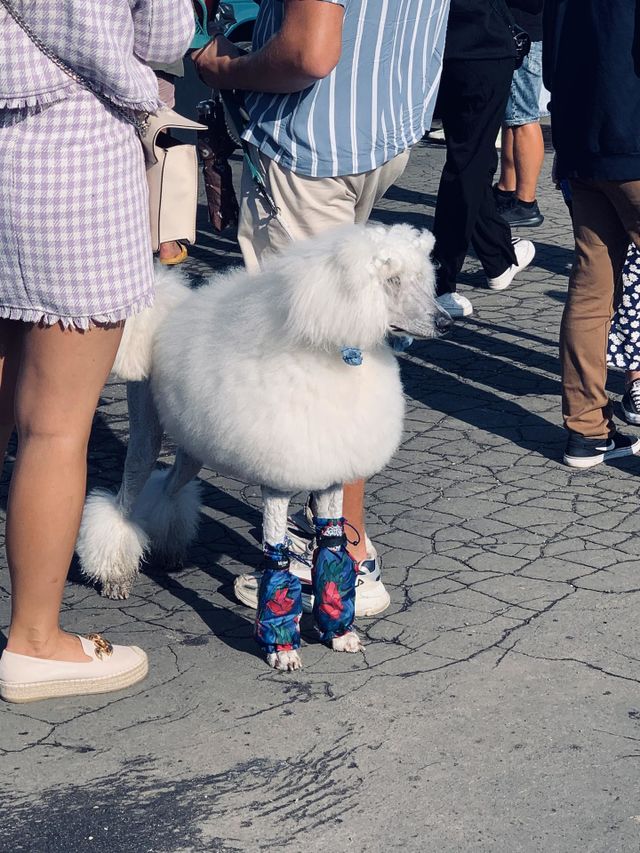 Dog 