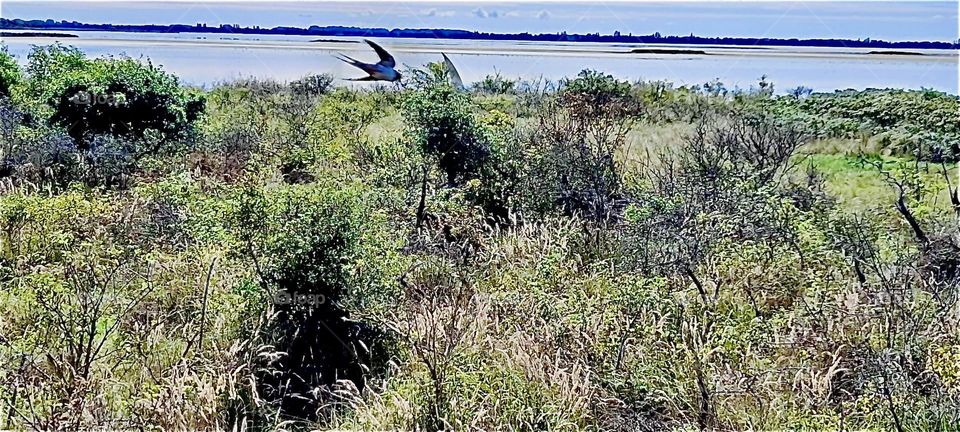 A lovely & idyllic impression from the „Baltic Sea“ by the oceanside complete with a seabird gliding along in flight using the built up momentum from previous wing flaps expertly. 2022. Hypnotic Productions