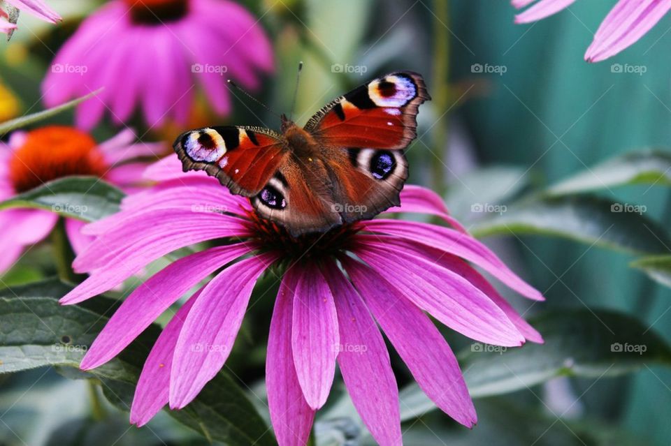 Beautifull buterfly on beautifull flower