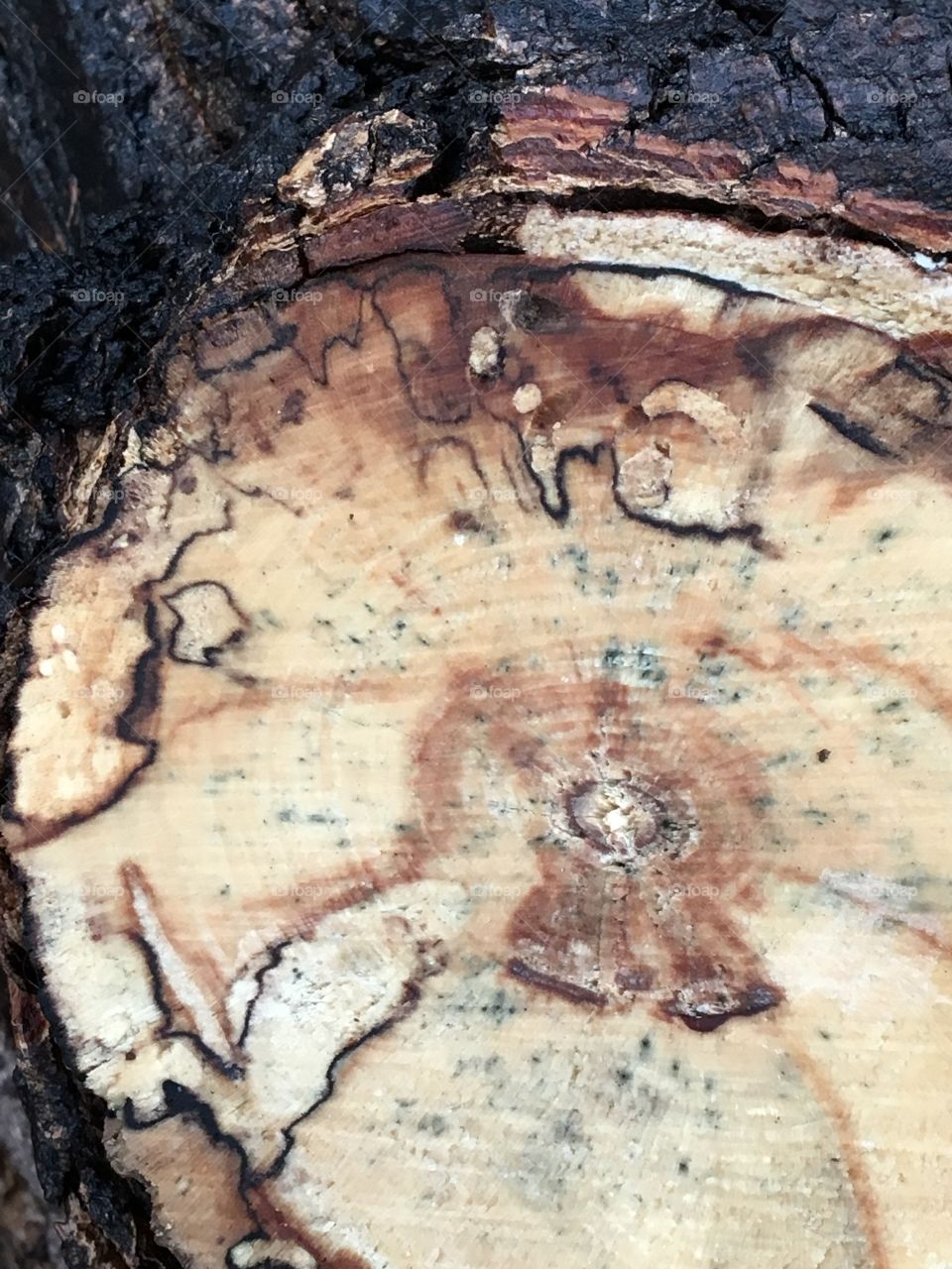 Cut tree branch- inside design 