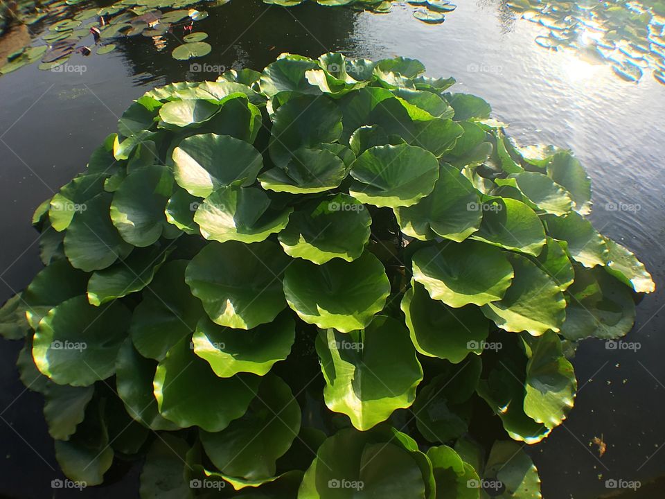 Lilly pads