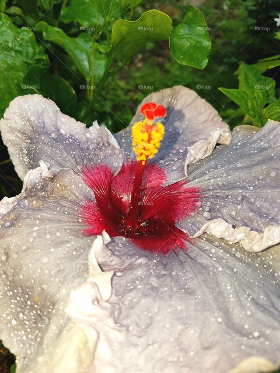 unusual hibiscus