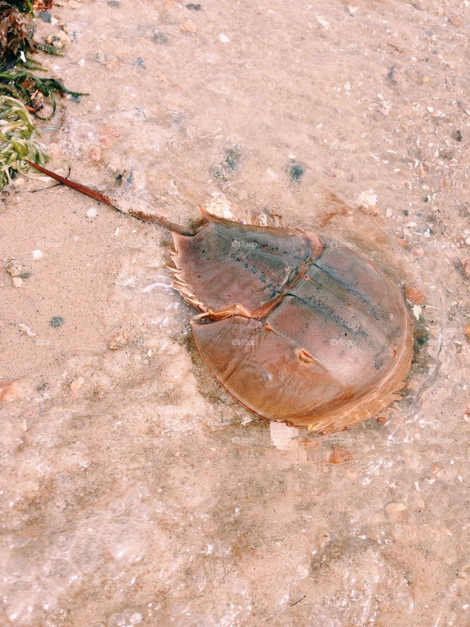 Horshoe crab