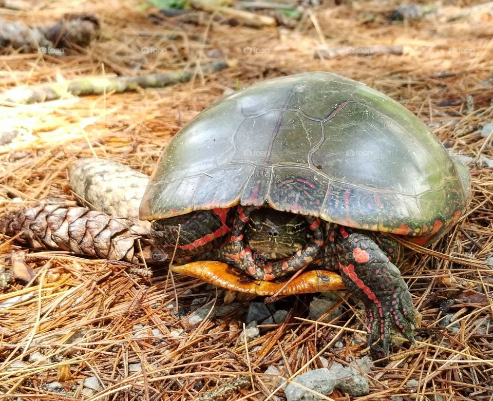 Turtle in some pine needles at a park