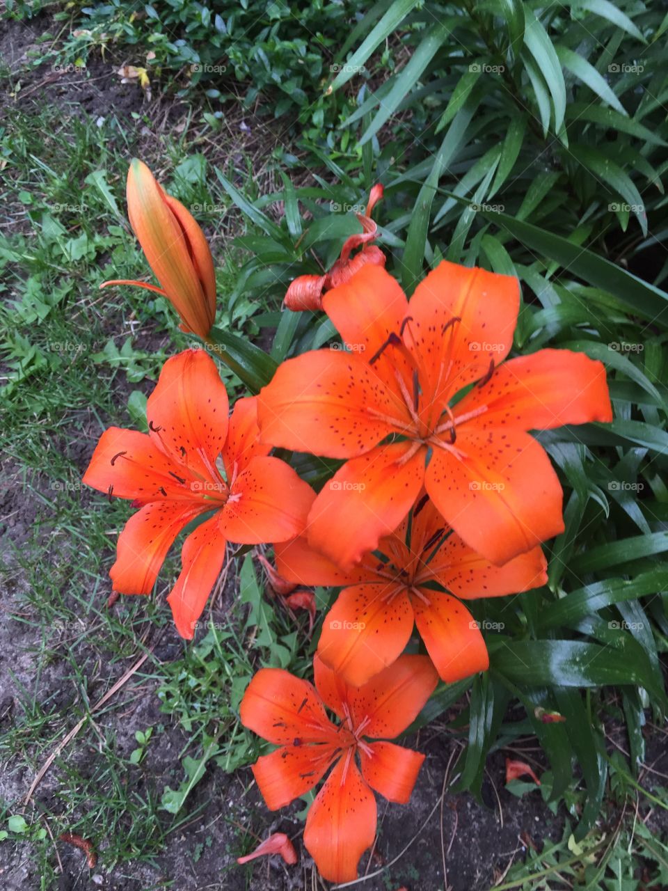Orange flowers and garden