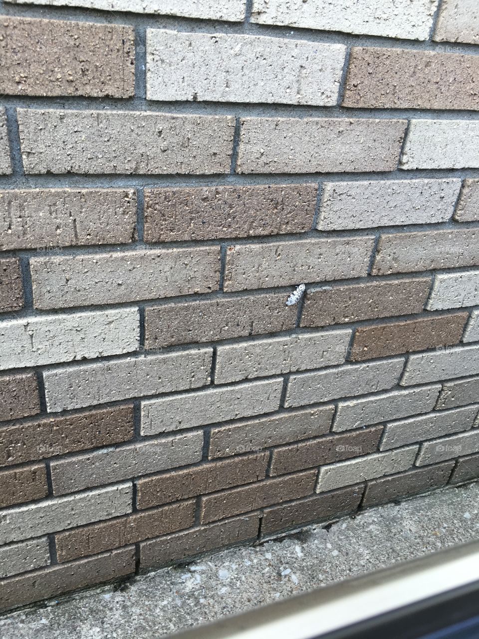 Black and white caterpillar on brick wall