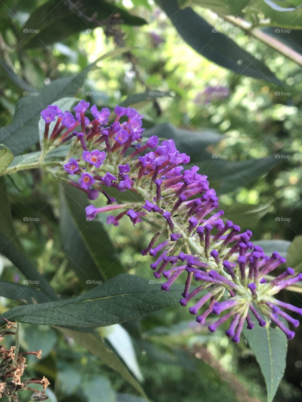 Tiny wild buddleia 