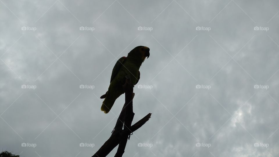 Ave nos galhos secos. Céu...