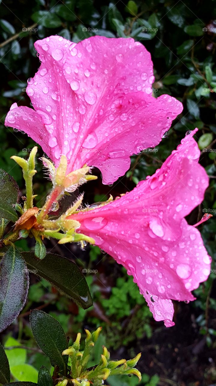 Beautiful blossoming Azalea Flowers with raindrops coating the flowers.
