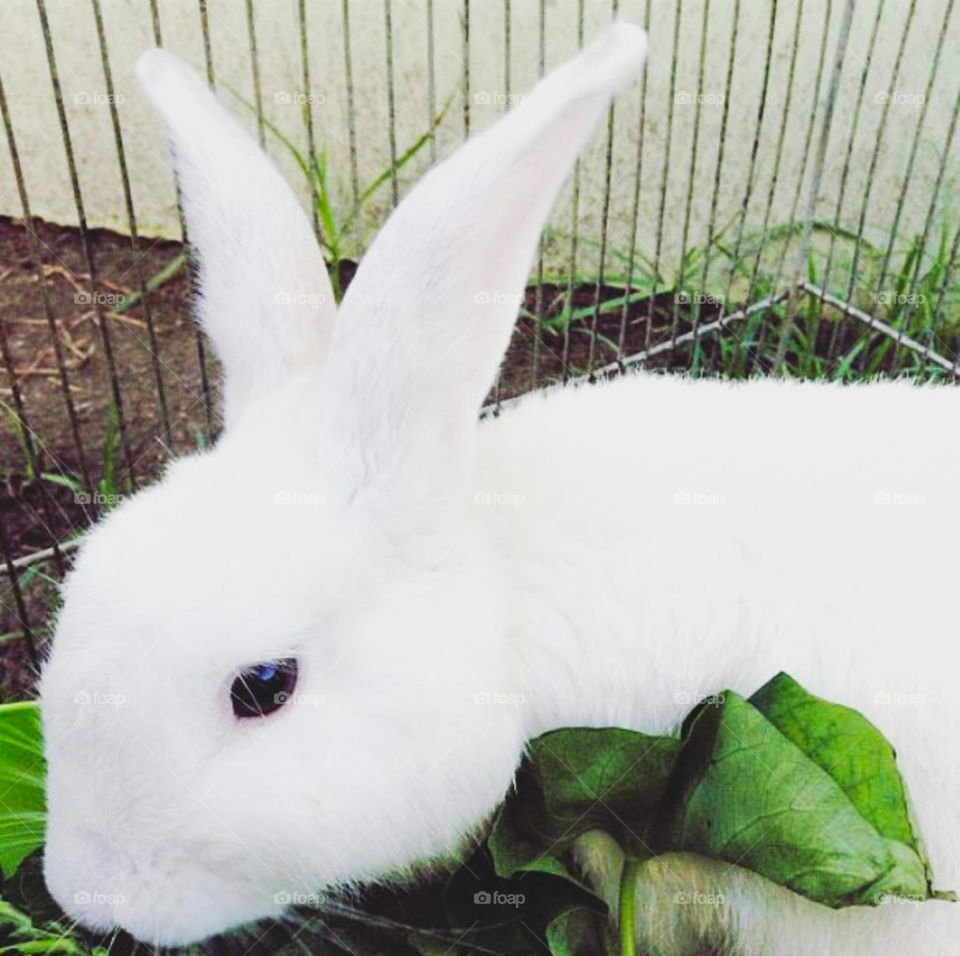 The most adorable bunny I've ever seen.