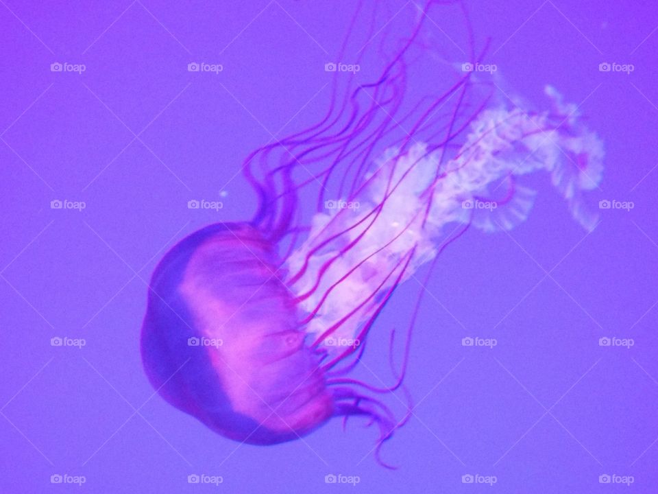 Swimming Jellyfish