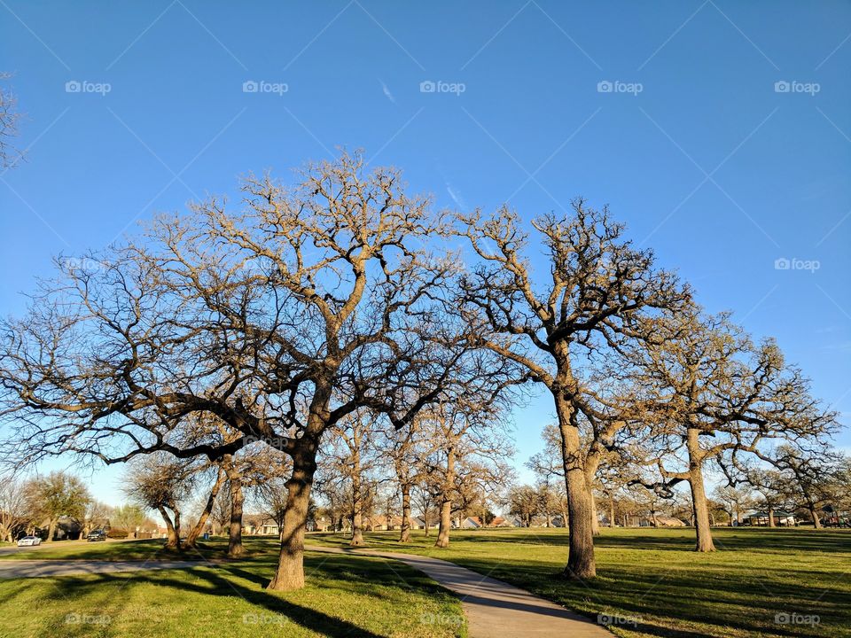 winter trees waiting for spring