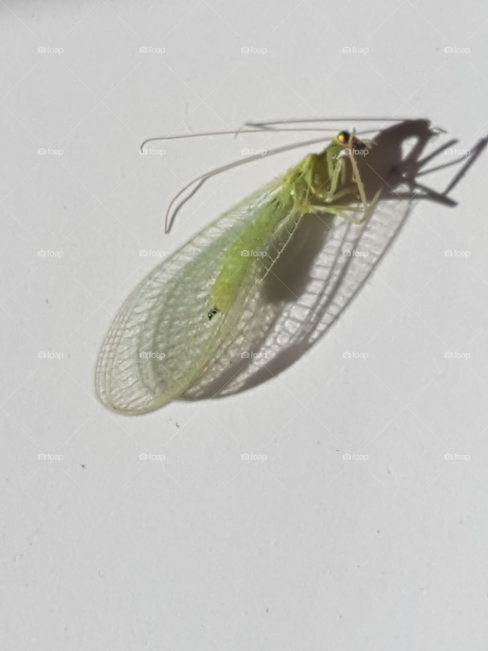 lacewing