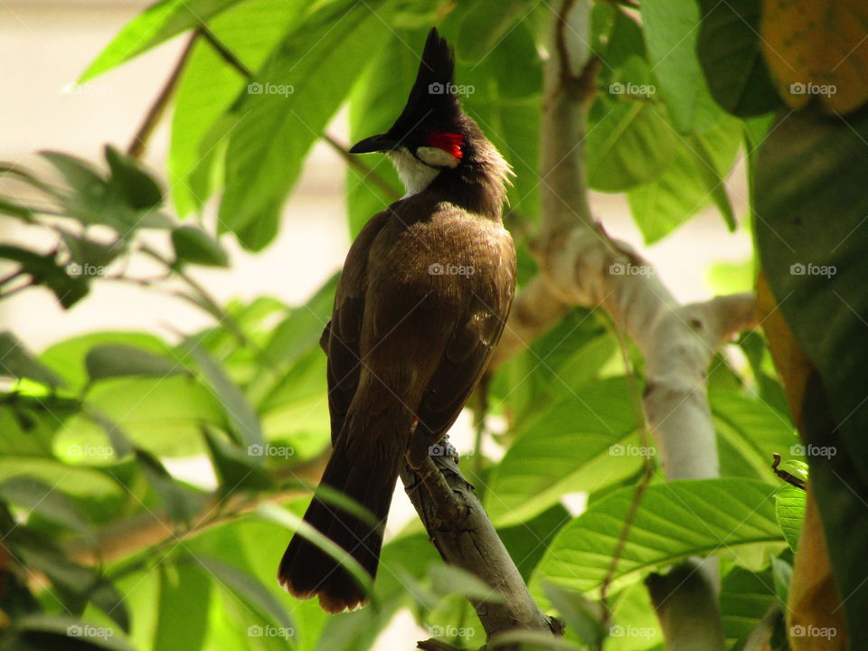The red-whiskered bulbul (Pycnonotus jocosus), or crested bulbul, is a passerine bird found in Asia. It is a member of the bulbul family.