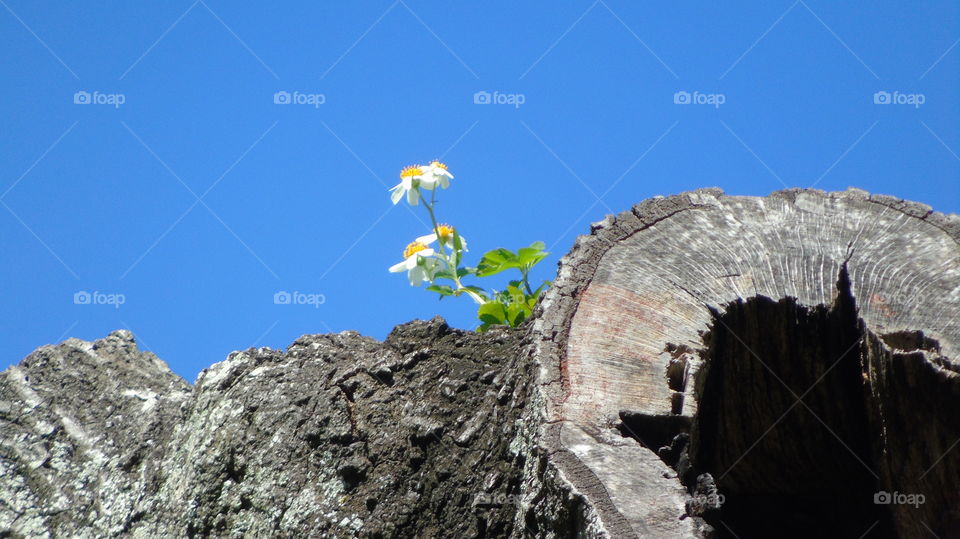 White and yellow flowers growing wild in hollow at top of tree against blue sky