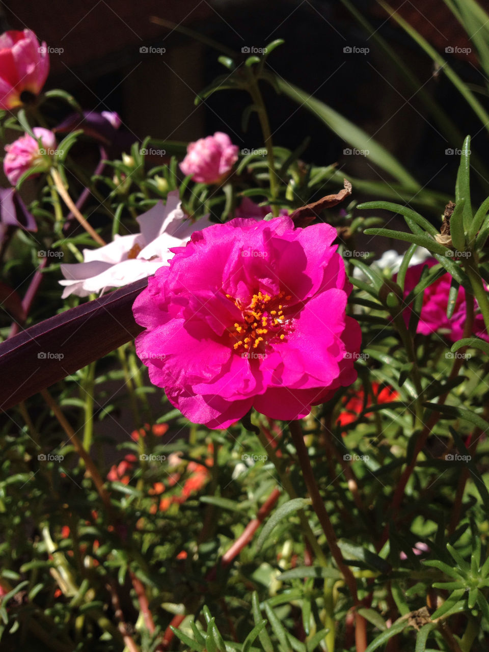 nature pink flower cook by eastofsheridan