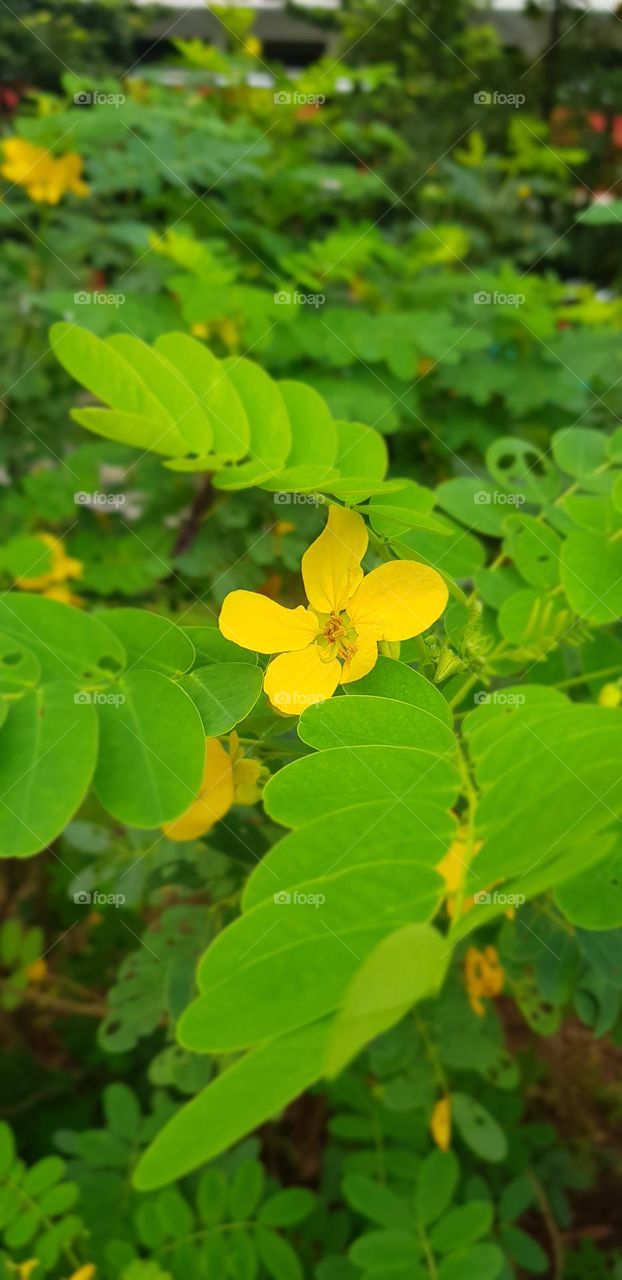 beautiful yellow flower along with green leaves in spring