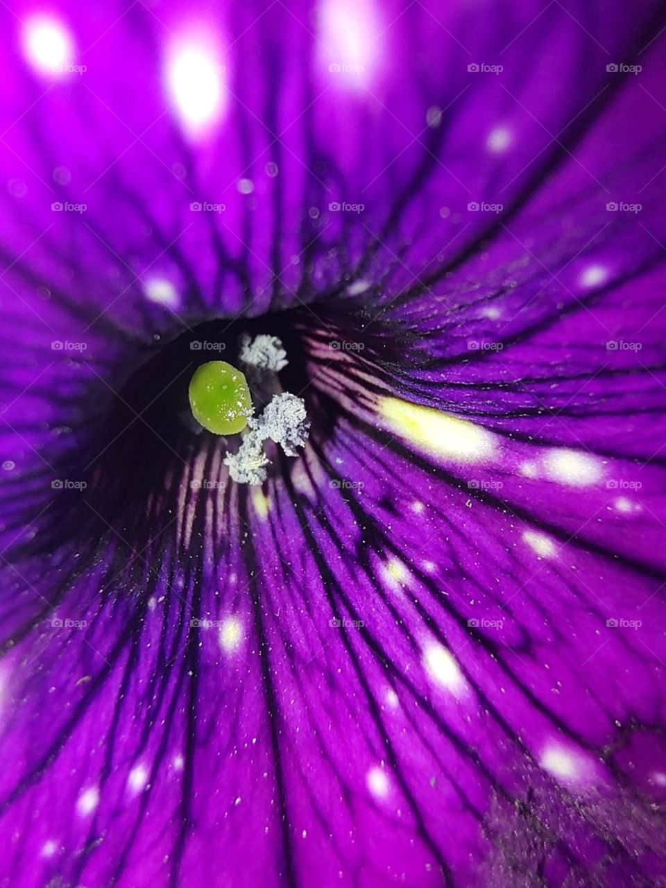 flower, inside flower, macro