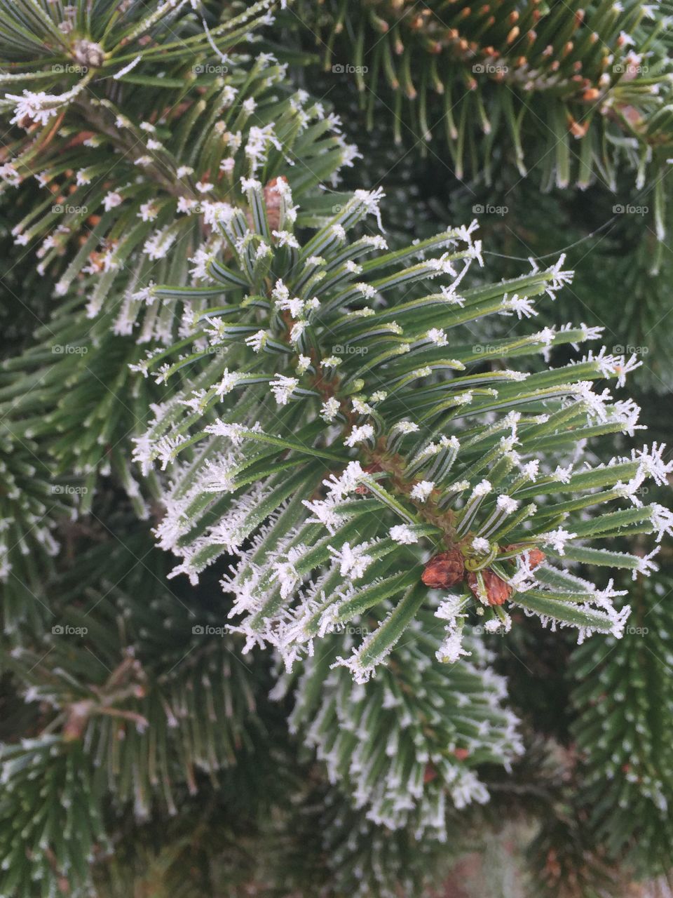Frosty pine