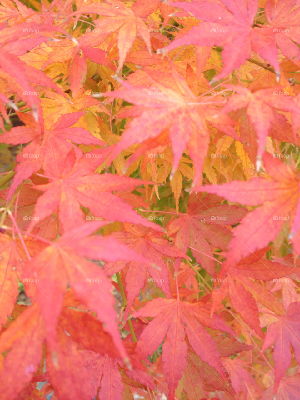 pink leaves japanese maple by richsanta