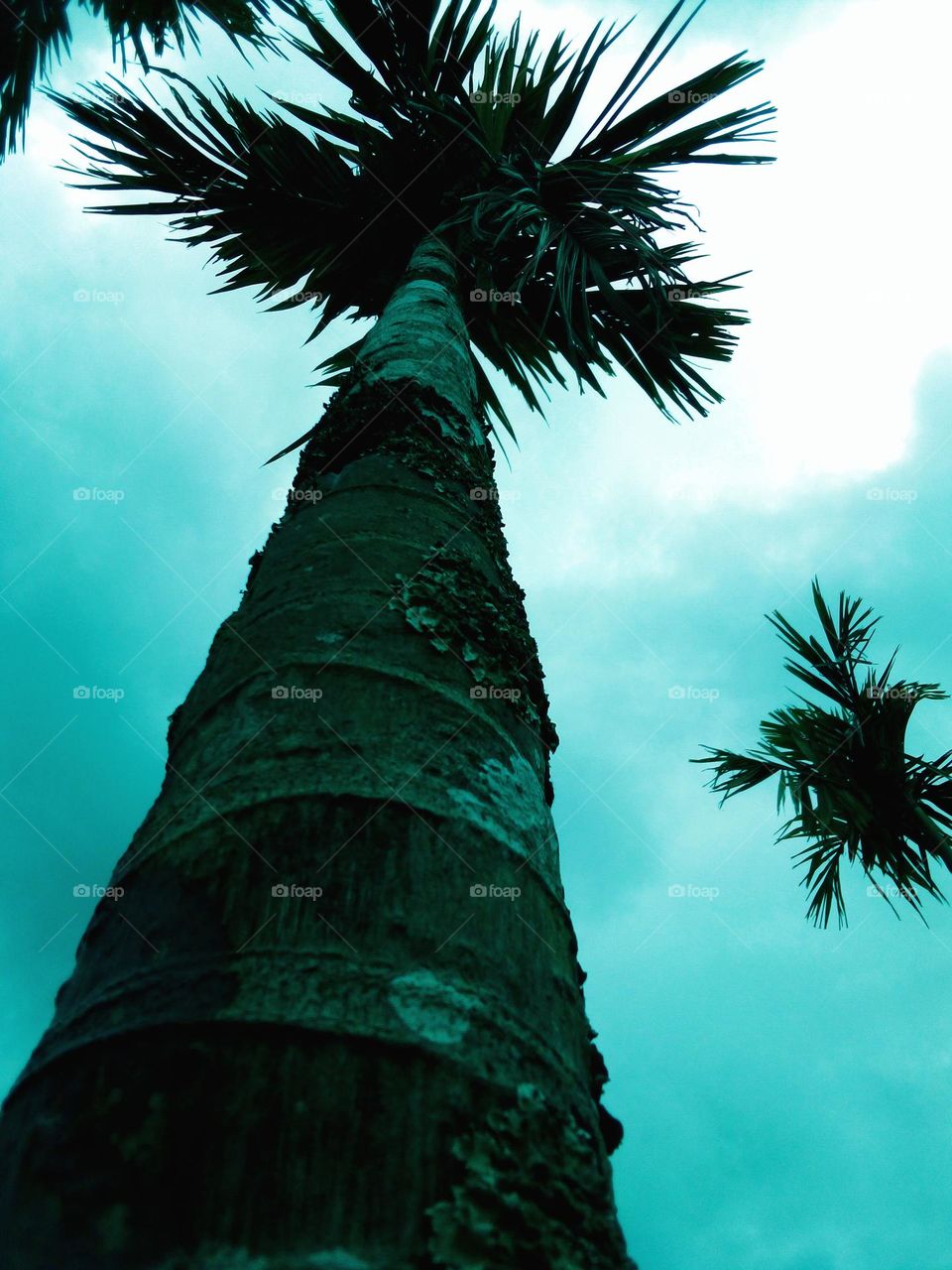 palms