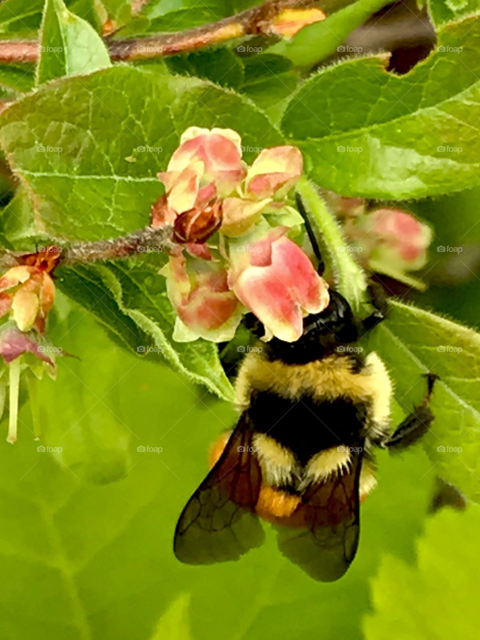 Bee on break