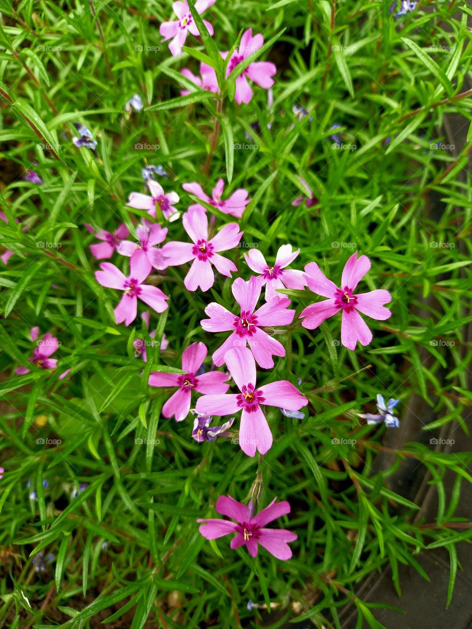 Little smiles in the grass