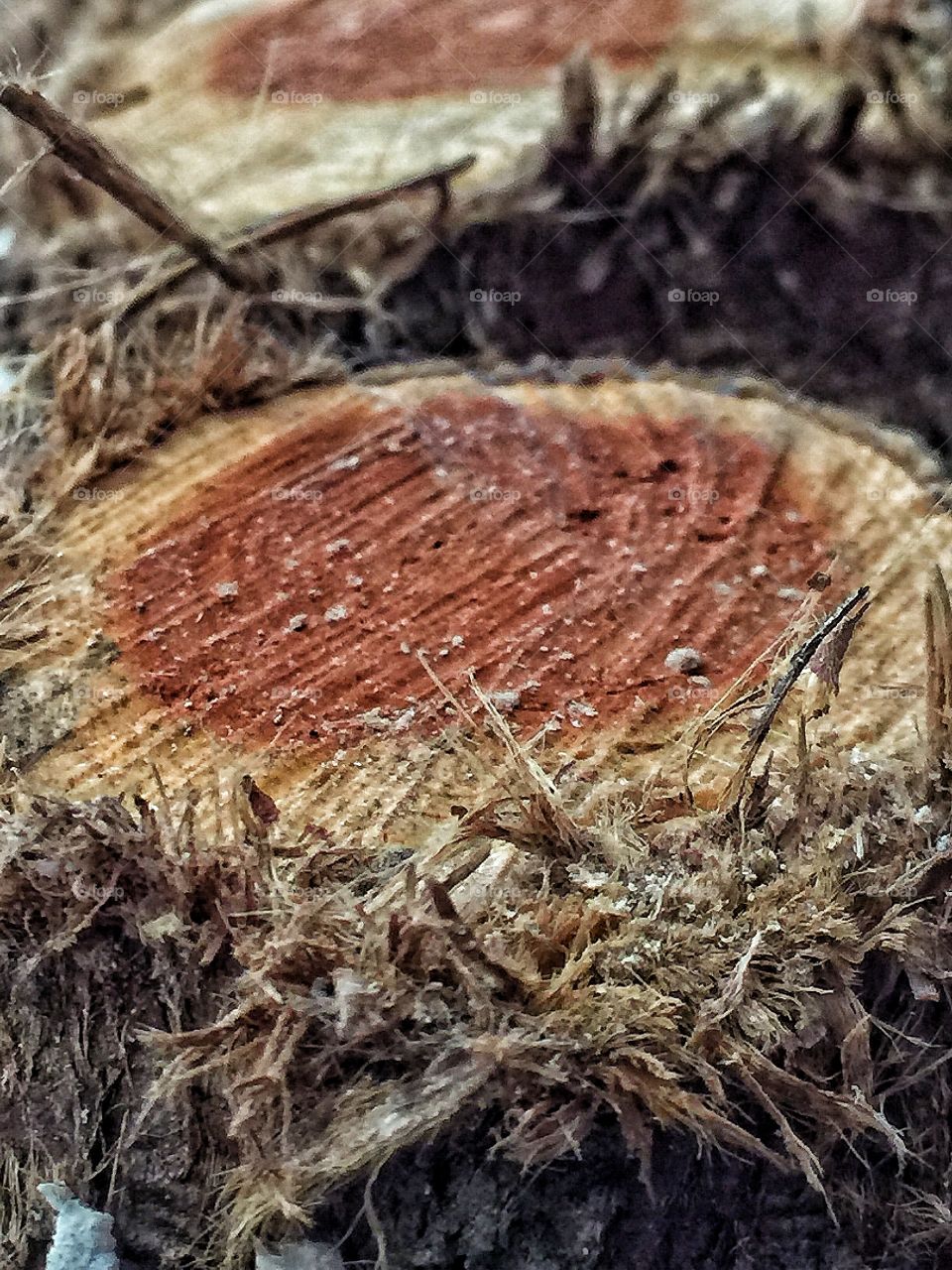 Close up of a cedar log cut node 