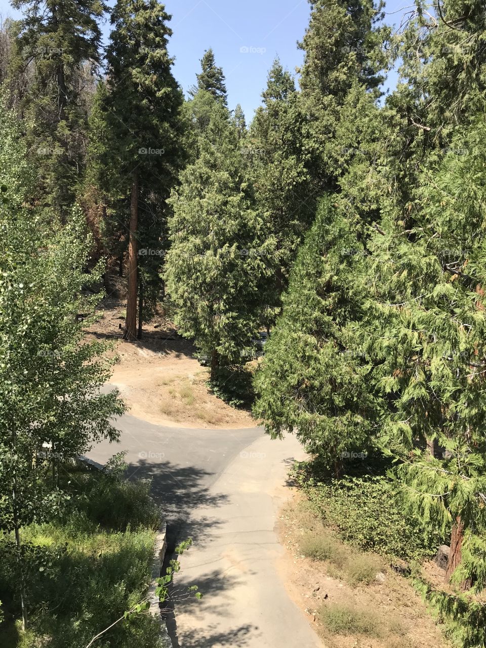 Roads leading around the trees in the Mountains. It is entirely like driving around within the forest. The only difference is the roads that guide you, more or less.