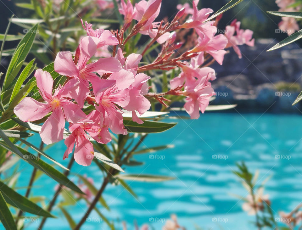 Pink flowers decoration around the pool