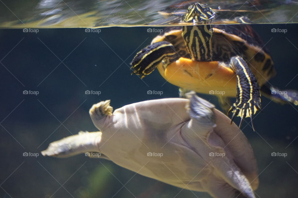 two beautiful turtles swimming together