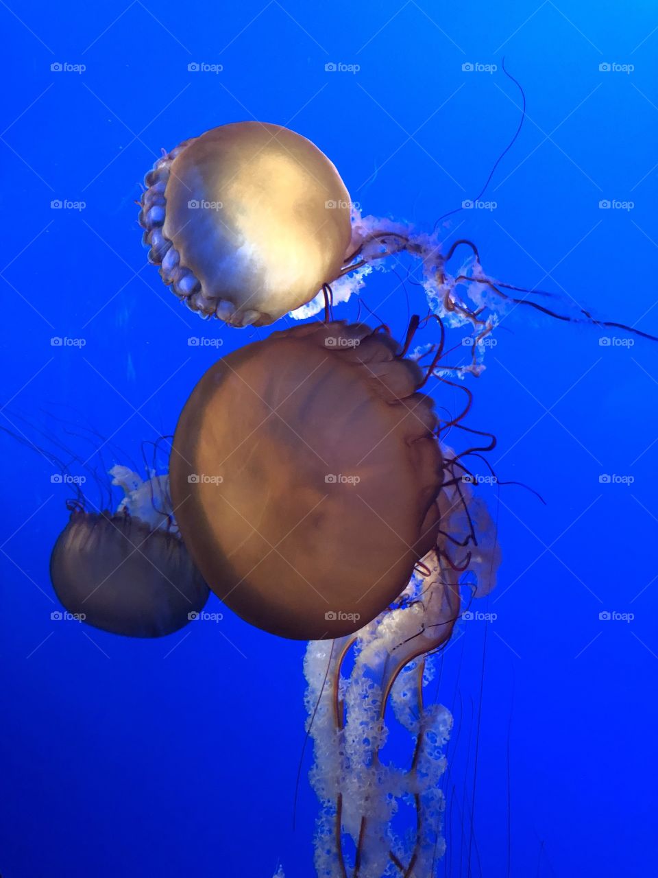 Jellyfish